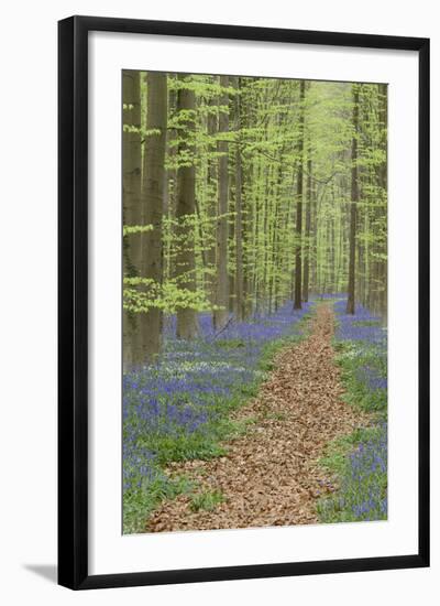 Belgium, Flanders, 'Hallerbos' (Forest), Beech Forest, Copper Beeches-Andreas Keil-Framed Photographic Print