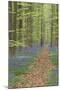Belgium, Flanders, 'Hallerbos' (Forest), Beech Forest, Copper Beeches-Andreas Keil-Mounted Photographic Print