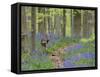 Belgium, Flanders, 'Hallerbos' (Forest), Roe Deer, Capreolus Capreolus-Andreas Keil-Framed Stretched Canvas