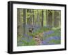 Belgium, Flanders, 'Hallerbos' (Forest), Roe Deer, Capreolus Capreolus-Andreas Keil-Framed Photographic Print