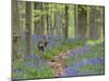 Belgium, Flanders, 'Hallerbos' (Forest), Roe Deer, Capreolus Capreolus-Andreas Keil-Mounted Photographic Print