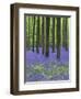 Belgium, Hallerbos, Beech Forest, Bluebells, Fern-Andreas Keil-Framed Photographic Print