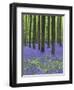 Belgium, Hallerbos, Beech Forest, Bluebells, Fern-Andreas Keil-Framed Photographic Print