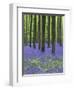 Belgium, Hallerbos, Beech Forest, Bluebells, Fern-Andreas Keil-Framed Photographic Print