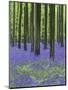 Belgium, Hallerbos, Beech Forest, Bluebells, Fern-Andreas Keil-Mounted Photographic Print
