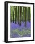 Belgium, Hallerbos, Beech Forest, Bluebells, Fern-Andreas Keil-Framed Photographic Print