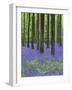 Belgium, Hallerbos, Beech Forest, Bluebells, Fern-Andreas Keil-Framed Photographic Print