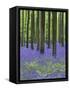 Belgium, Hallerbos, Beech Forest, Bluebells, Fern-Andreas Keil-Framed Stretched Canvas