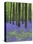 Belgium, Hallerbos, Beech Forest, Bluebells, Fern-Andreas Keil-Stretched Canvas