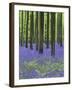 Belgium, Hallerbos, Beech Forest, Bluebells, Fern-Andreas Keil-Framed Photographic Print