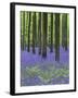 Belgium, Hallerbos, Beech Forest, Bluebells, Fern-Andreas Keil-Framed Photographic Print