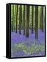 Belgium, Hallerbos, Beech Forest, Bluebells, Fern-Andreas Keil-Framed Stretched Canvas