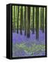 Belgium, Hallerbos, Beech Forest, Bluebells, Fern-Andreas Keil-Framed Stretched Canvas