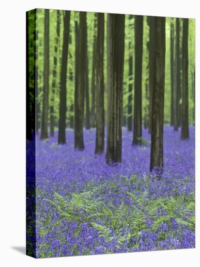 Belgium, Hallerbos, Beech Forest, Bluebells, Fern-Andreas Keil-Stretched Canvas
