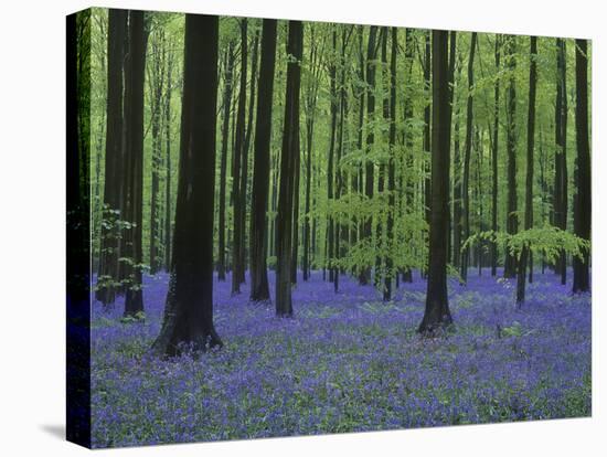 Belgium, Hallerbos, Beech Forest, Bluebells-Andreas Keil-Stretched Canvas