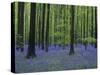 Belgium, Hallerbos, Beech Forest, Bluebells-Andreas Keil-Stretched Canvas