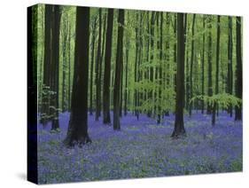 Belgium, Hallerbos, Beech Forest, Bluebells-Andreas Keil-Stretched Canvas