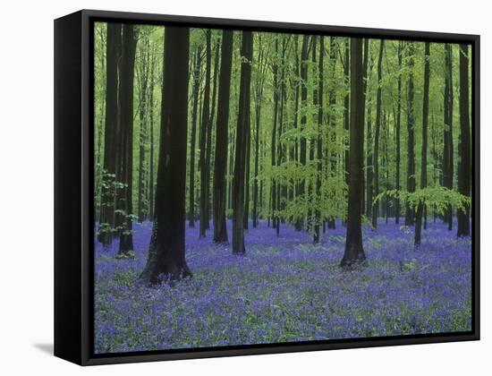 Belgium, Hallerbos, Beech Forest, Bluebells-Andreas Keil-Framed Stretched Canvas