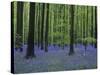 Belgium, Hallerbos, Beech Forest, Bluebells-Andreas Keil-Stretched Canvas