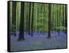 Belgium, Hallerbos, Beech Forest, Bluebells-Andreas Keil-Framed Stretched Canvas