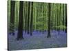 Belgium, Hallerbos, Beech Forest, Bluebells-Andreas Keil-Stretched Canvas