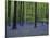 Belgium, Hallerbos, Beech Forest, Bluebells-Andreas Keil-Stretched Canvas