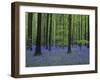 Belgium, Hallerbos, Beech Forest, Bluebells-Andreas Keil-Framed Photographic Print