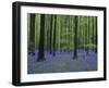Belgium, Hallerbos, Beech Forest, Bluebells-Andreas Keil-Framed Photographic Print