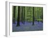 Belgium, Hallerbos, Beech Forest, Bluebells-Andreas Keil-Framed Photographic Print