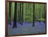 Belgium, Hallerbos, Beech Forest, Bluebells-Andreas Keil-Framed Photographic Print