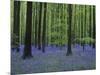 Belgium, Hallerbos, Beech Forest, Bluebells-Andreas Keil-Mounted Photographic Print