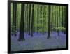 Belgium, Hallerbos, Beech Forest, Bluebells-Andreas Keil-Framed Photographic Print