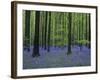 Belgium, Hallerbos, Beech Forest, Bluebells-Andreas Keil-Framed Photographic Print