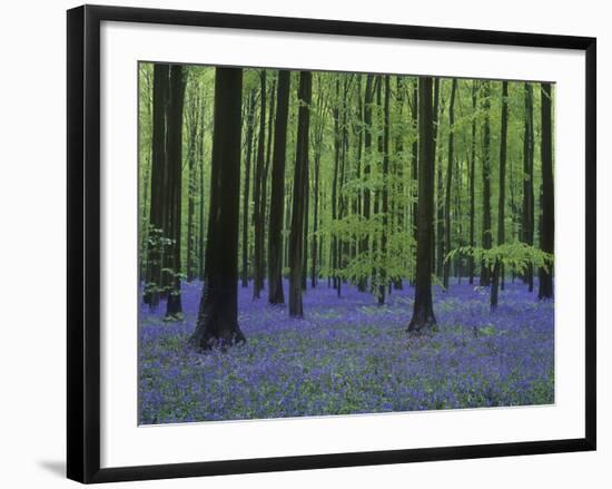 Belgium, Hallerbos, Beech Forest, Bluebells-Andreas Keil-Framed Photographic Print