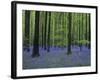 Belgium, Hallerbos, Beech Forest, Bluebells-Andreas Keil-Framed Photographic Print