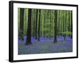 Belgium, Hallerbos, Beech Forest, Bluebells-Andreas Keil-Framed Photographic Print