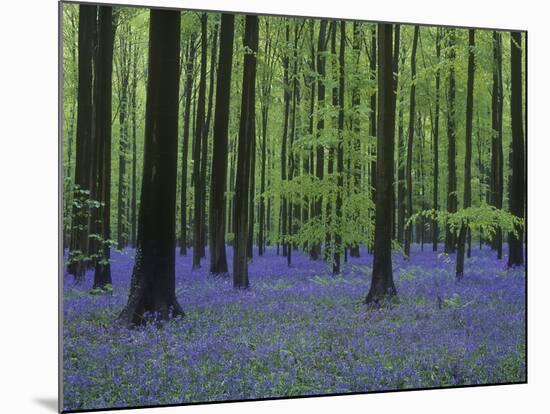 Belgium, Hallerbos, Beech Forest, Bluebells-Andreas Keil-Mounted Photographic Print