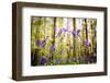 Belgium, Hallerbos, beech forest in Belgium full of blue bells flowers.-ClickAlps-Framed Photographic Print