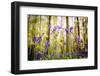 Belgium, Hallerbos, beech forest in Belgium full of blue bells flowers.-ClickAlps-Framed Photographic Print