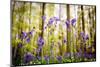 Belgium, Hallerbos, beech forest in Belgium full of blue bells flowers.-ClickAlps-Mounted Photographic Print