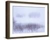 Belgium, High Fens, Hautes Fagnes, High Fens-Eifel Nature Park, Winter-Andreas Keil-Framed Photographic Print