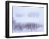 Belgium, High Fens, Hautes Fagnes, High Fens-Eifel Nature Park, Winter-Andreas Keil-Framed Photographic Print