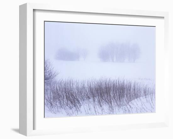 Belgium, High Fens, Hautes Fagnes, High Fens-Eifel Nature Park, Winter-Andreas Keil-Framed Photographic Print