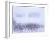 Belgium, High Fens, Hautes Fagnes, High Fens-Eifel Nature Park, Winter-Andreas Keil-Framed Photographic Print