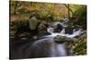 Belgium, High Fens, Hautes Fagnes, Nature Reserve High Fens-Eifel, Hoegne Gorge in Autumn-Andreas Keil-Stretched Canvas