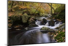 Belgium, High Fens, Hautes Fagnes, Nature Reserve High Fens-Eifel, Hoegne Gorge in Autumn-Andreas Keil-Mounted Photographic Print