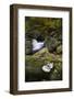 Belgium, High Fens, Hautes Fagnes, Nature Reserve High Fens-Eifel, Hoegne Gorge in Autumn-Andreas Keil-Framed Photographic Print