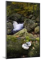 Belgium, High Fens, Hautes Fagnes, Nature Reserve High Fens-Eifel, Hoegne Gorge in Autumn-Andreas Keil-Mounted Photographic Print