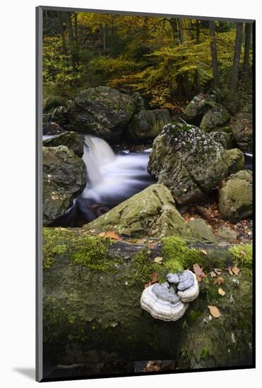 Belgium, High Fens, Hautes Fagnes, Nature Reserve High Fens-Eifel, Hoegne Gorge in Autumn-Andreas Keil-Mounted Photographic Print