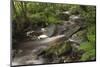 Belgium, High Fens, Hautes Fagnes, Tros Marets Brook-Andreas Keil-Mounted Photographic Print